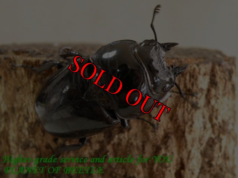 お届けする♀実物です。