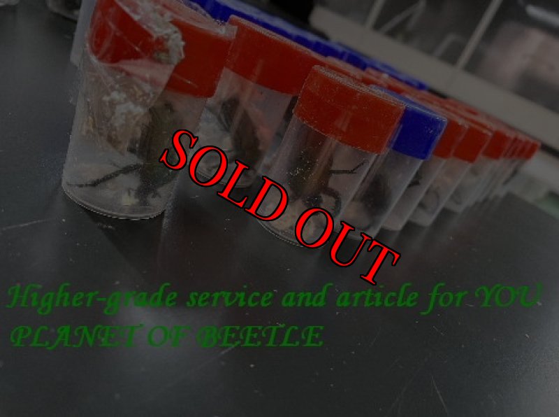 画像3: 4/1FongoTongo産・天然プロイスSサイズ♂36mm♀32mm完品ペア (3)