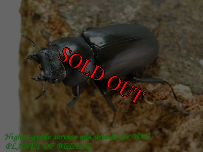 お届けする♀実物です。