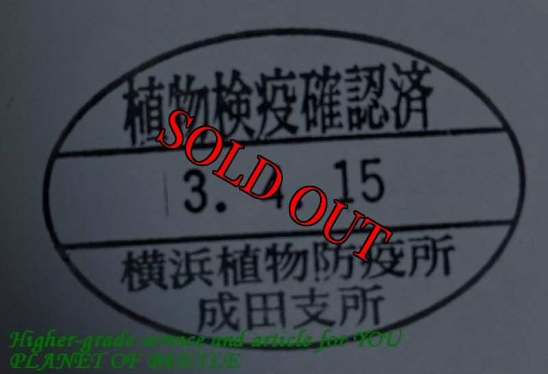 画像4: 入荷最大!4/15西部Dschang産ブラック系天然ハリスエグジミアf.harrisi ♂50mm♀34mm完品ペア (4)