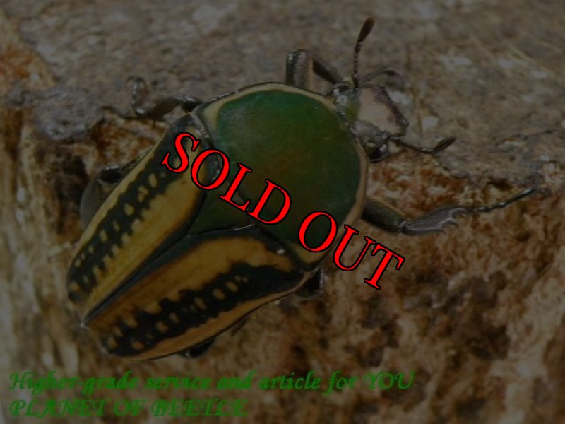 お届けする♀実物です。