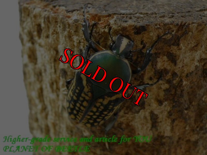 お届けする♀実物です。