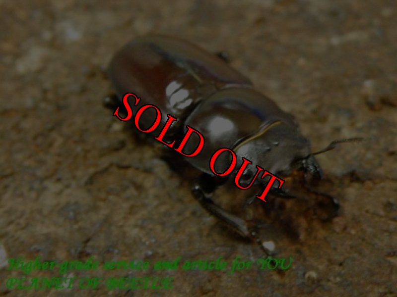 お届けする♀実物です。