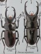 出典：stag beetles of china II 