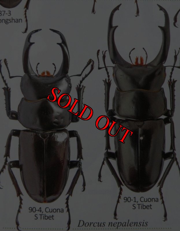 出典:stag beetles of china II