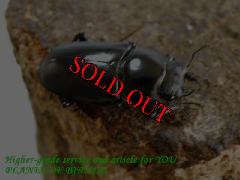 お届けする♀実物です。