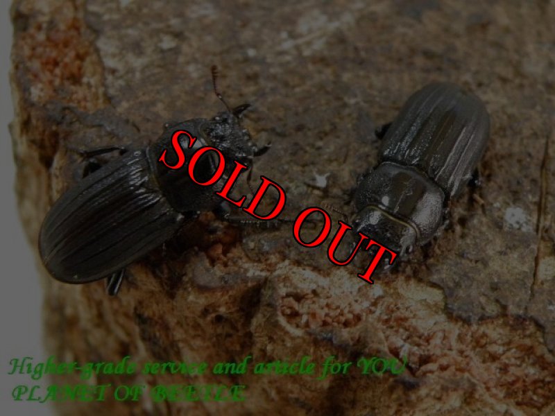 お届けする♀実物です。