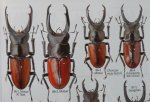 出典：stag beetles of china II 