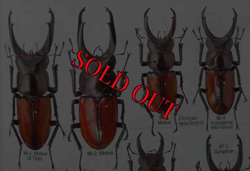 出典：stag beetles of china II 