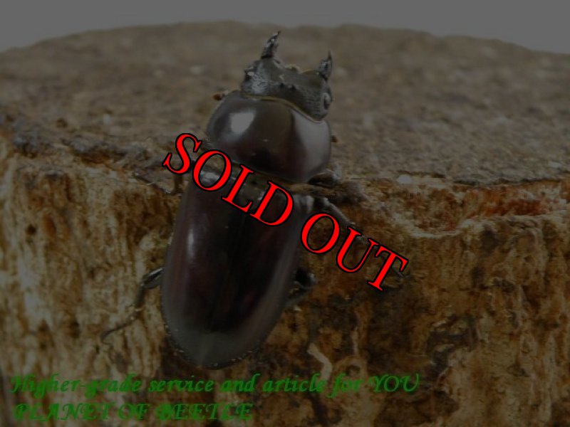 お届けする♀実物です。