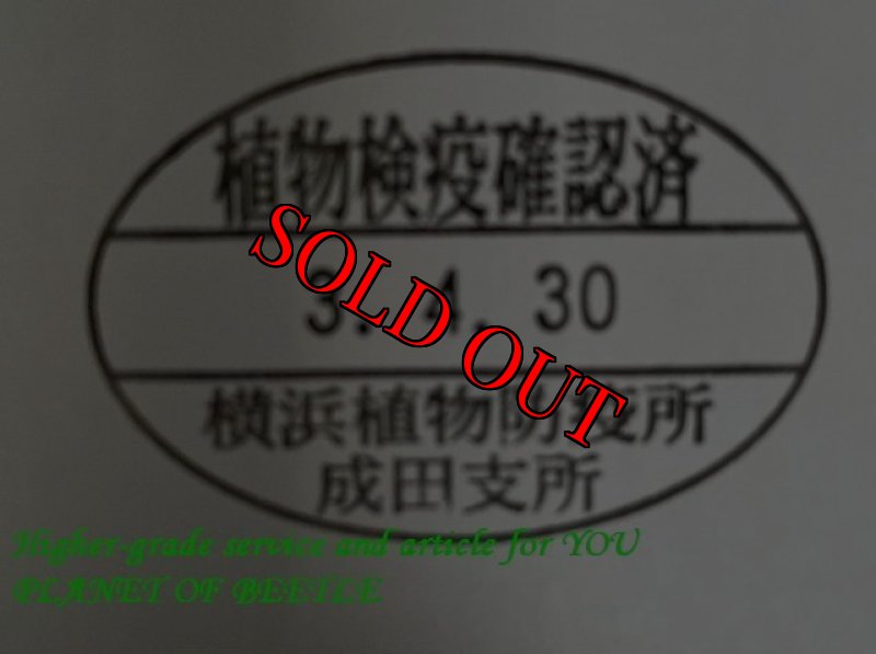 画像4: 4/30南西Nyassosso産!天然サバゲノコギリ♂56mm♀26mm完品ペア (4)