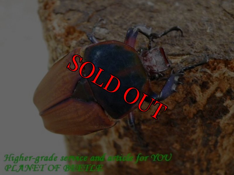 お届けする♀実物です。