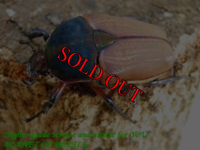 お届けする♀実物です。