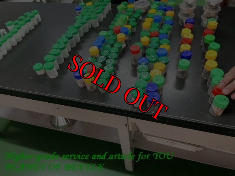 画像3: 4/30南西Nyassosso産!天然サバゲノコギリ♂56mm♀26mm完品ペア (3)