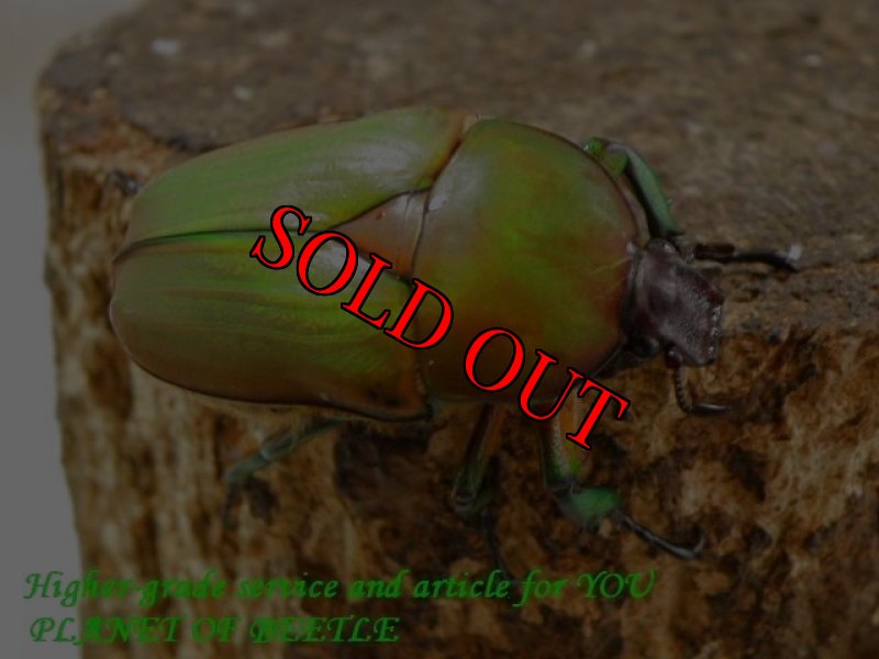 お届けする参考♀画像です。