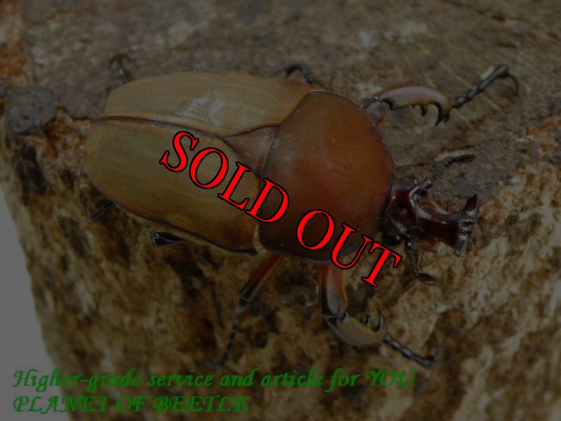 お届けする♂実物です。