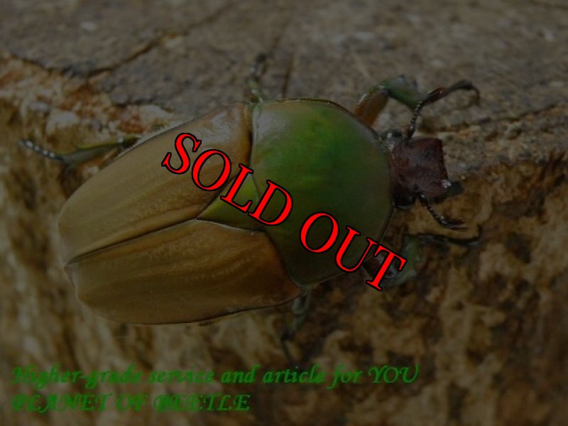 お届けする♀実物です。