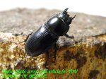 お届けする♀実物です。