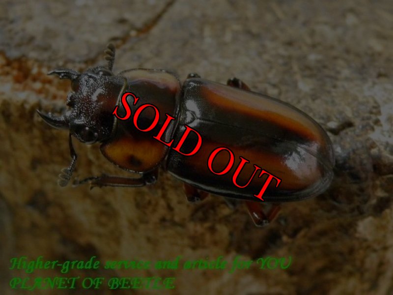 お届けする♀実物です。