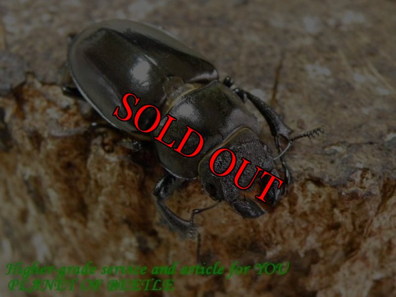 お届けする参考♀画像です。