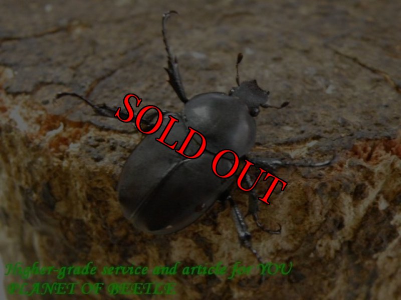 お届けする参考♀画像です。