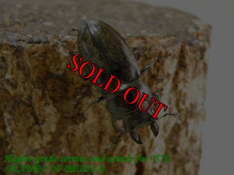 お届けする♀実物です。