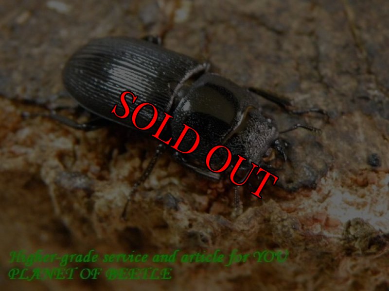 5/22天然ドルクスストリアティペンニスsspダヴィド♂32mm♀20mm