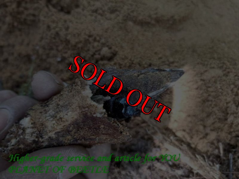 画像4: 5/22希少種！雲南天然ドルクスカツラssp♂21mm♀21mm完品ペア (4)