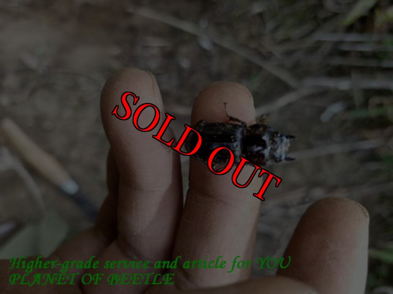 画像5: 5/22希少種！雲南天然ドルクスカツラssp♂21mm♀21mm完品ペア (5)