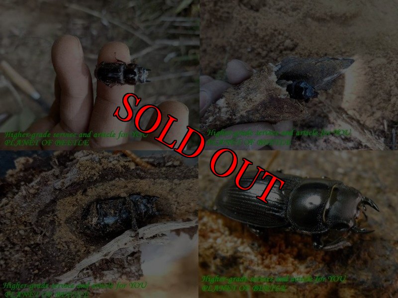 画像3: 5/22希少種！雲南天然ドルクスカツラssp♂21mm♀21mm完品ペア (3)