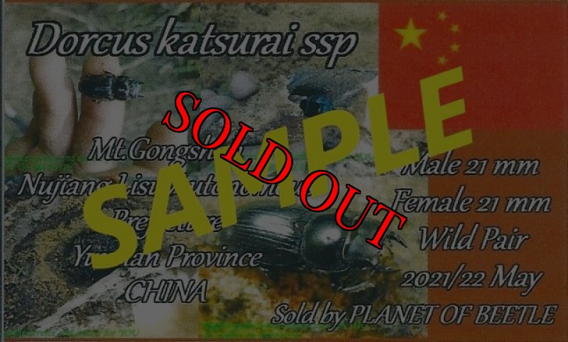 画像8: 5/22希少種！雲南天然ドルクスカツラssp♂21mm♀21mm完品ペア (8)