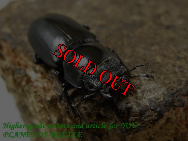 お届けする♀実物です。