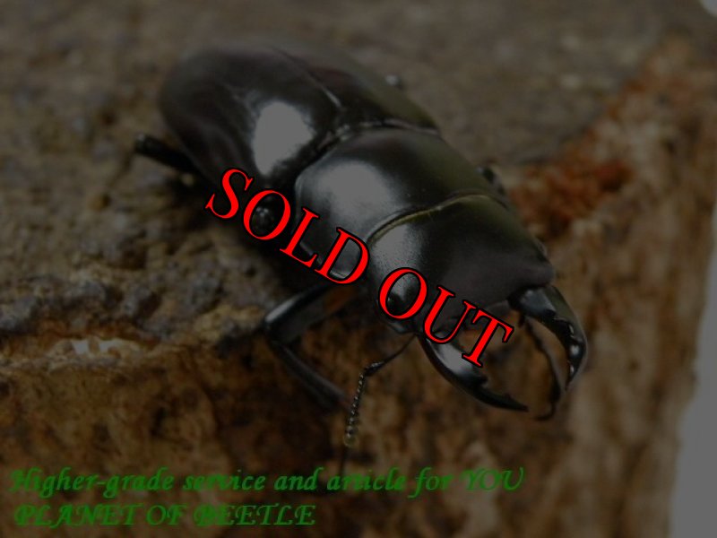 お届けする♂実物です。