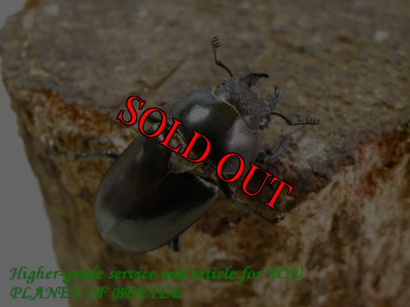 お届けする♀参考画像です。