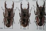 出典：stag beetles of china II