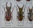 出典：stag beetles of chinIII