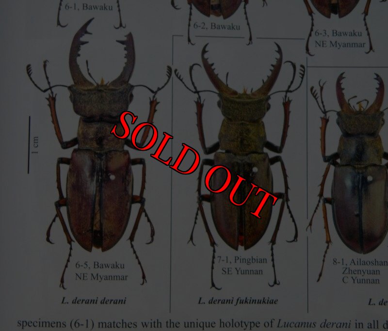 出典:stag beetles of chinIII