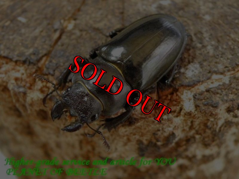 お届けする♀実物です。