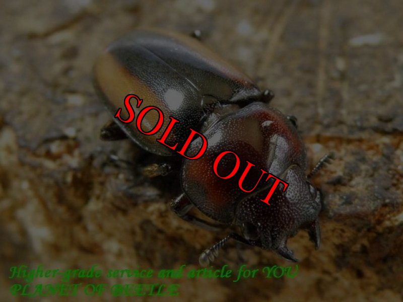 お届けする♀20mm実物です。