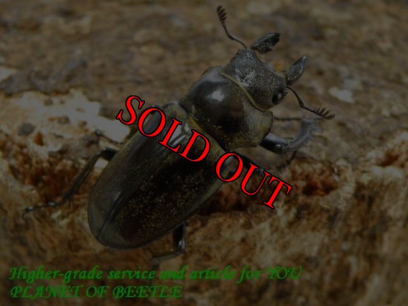 お届けする♀実物です。