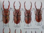 出典：stag beetles of chinaII