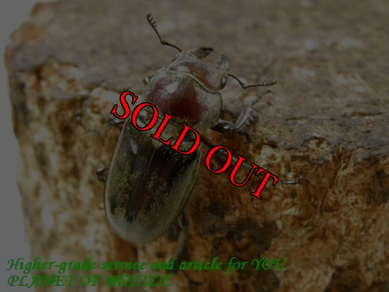 お届けする♀実物です。