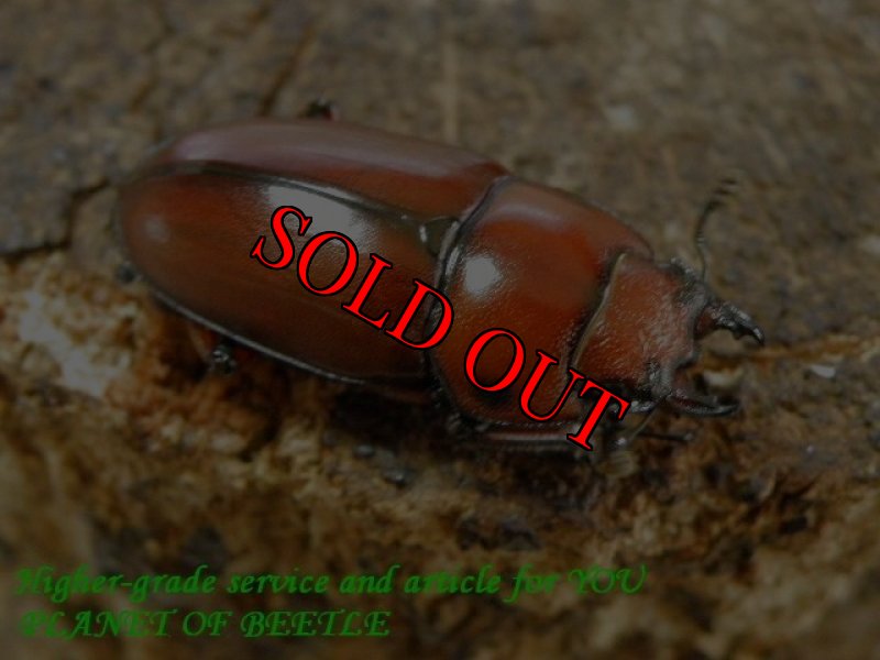 お届けする♀実物です。