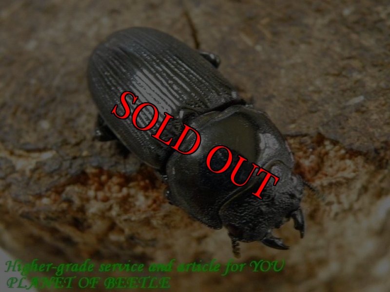 お届けする♀実物です。