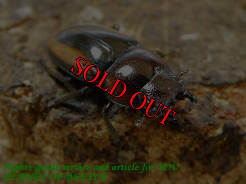 お届けする♀20mm実物です。