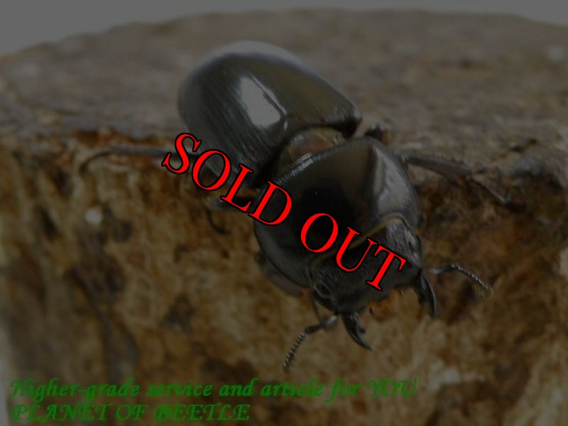 お届けする♀実物です。