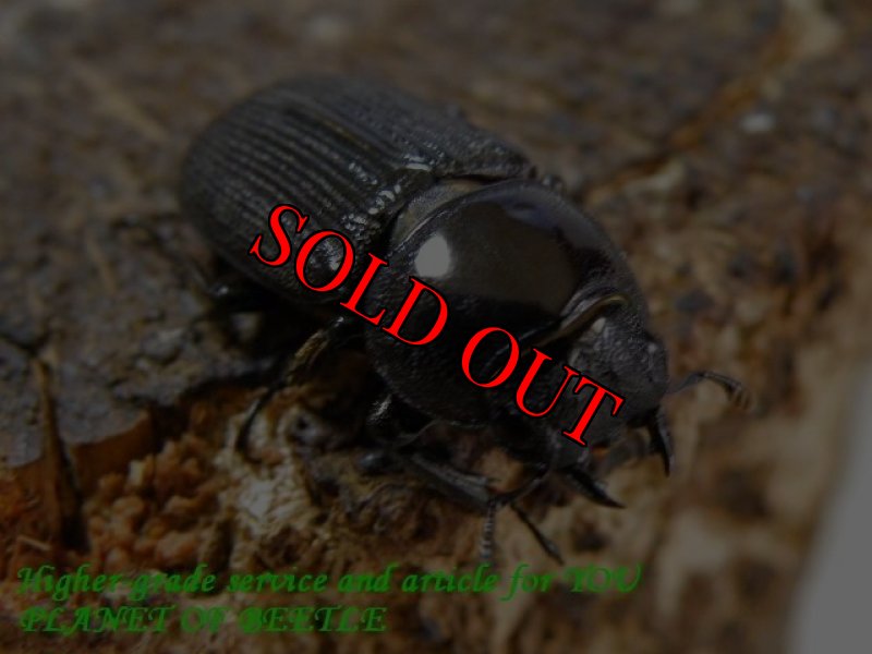 お届けする♀20mm実物です。