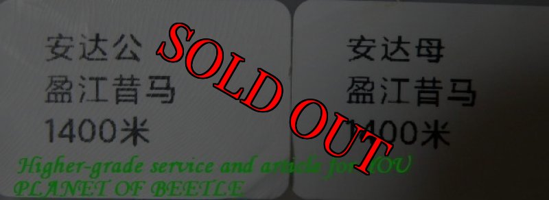 画像4: 貴重天然1ペアのみ6/8雲南天然ドルクスアンタエウス♂62mm♀40mm完品ペア+おまけ♂ (4)