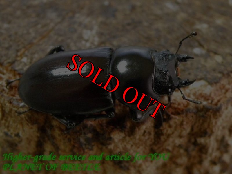 お届けする♀実物です。