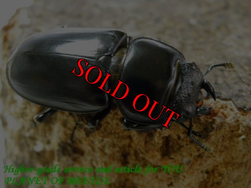 お届けする♀実物です。